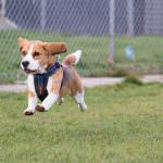 Stokenchurch Dog Rescue Buddy