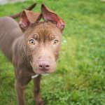 Stokenchurch Dog Rescue Madison