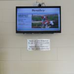 Stokenchurch Dog Rescue kitchen TV