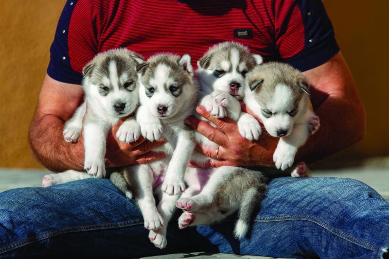 Puppy breeder