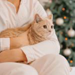 Cat on lap at Christmas