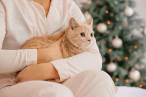 Cat on lap at Christmas