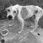 Starving dog