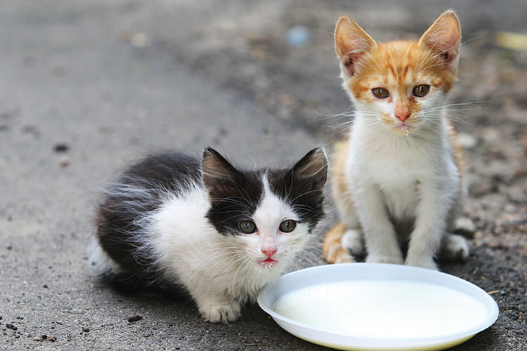 Kittens and milk